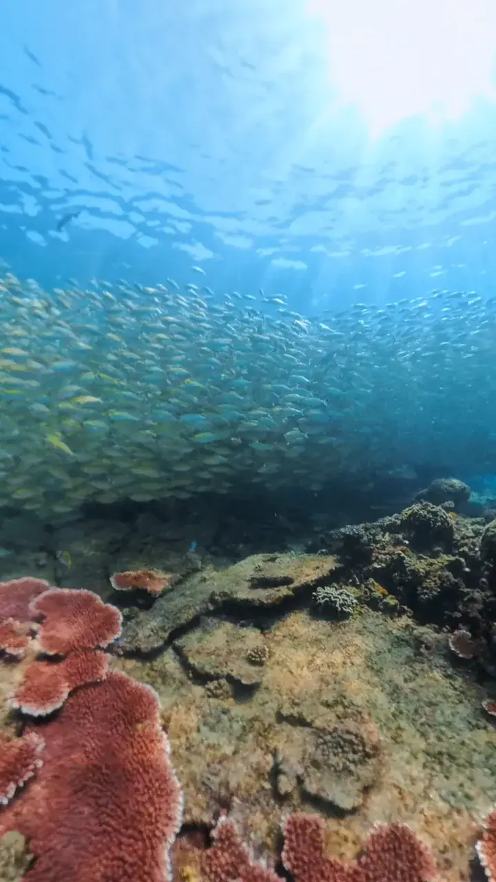 Student on the Discover Freediving 1-day introduction course in Koh Tao