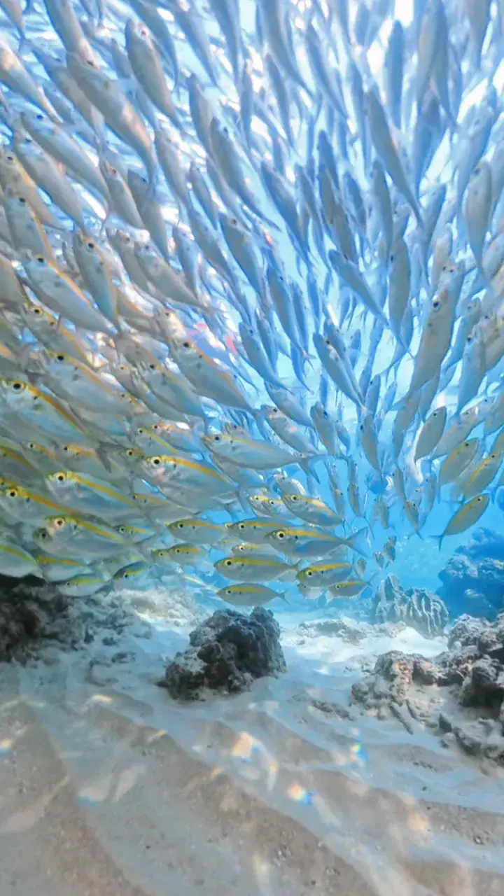 Freediver exploring the reef on an ocean fundive in Koh Tao, Thailand