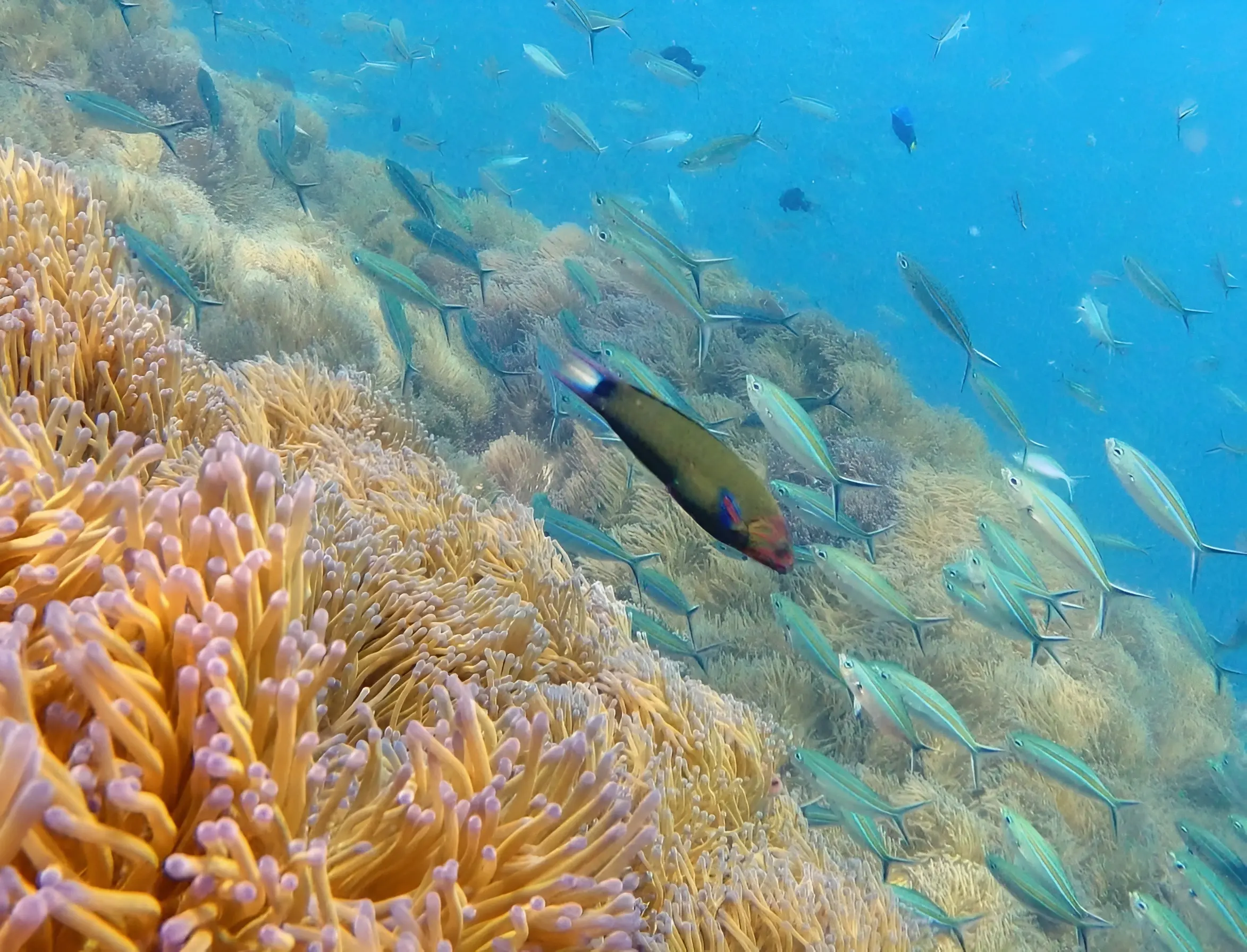 Colourful coral reef and tropical fish underwater in Koh Tao, Thailand