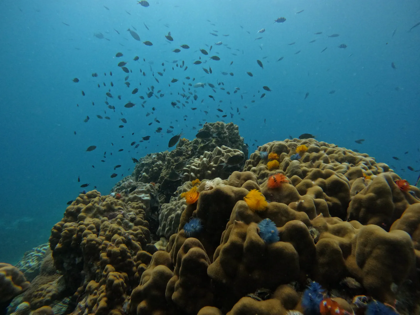 First freediving ocean session in Koh Tao